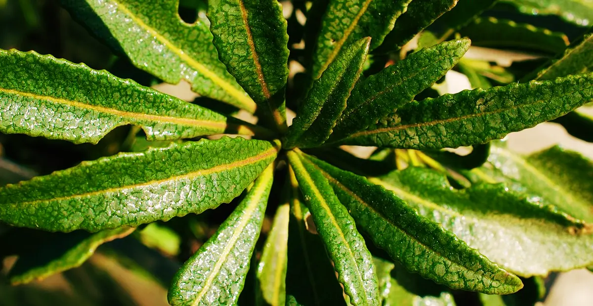 california yerba santa fire adaptations